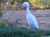 white heron